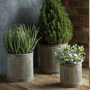 Conteneurs galvanisés charmants de plantes pour les jardins domestiques de style champêtre - Product Image 5