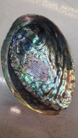 Coquille d'ormeau naturelle sélectionnée à la main du Vietnam, idéale pour l'art créatif, les bijoux en résine et les objets décoratifs.