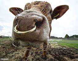 Top vente de haute qualité 2.75 pouces complet en laiton vis de cisaillement auto-piercing Bull Instrument vétérinaire Instrument vétérinaire - Product Image 6