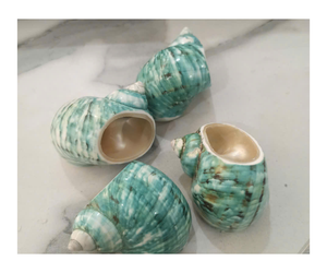 Venta al por mayor de fábrica, Concha grande natural, concha verde, Concha polaca, concha - Product Image 1