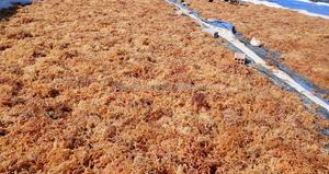 สาหร่ายไอริชแห้งดิบ สาหร่ายไอริชสีทองธรรมชาติ บริษัทแม่น้ำเมกง ผลิตภัณฑ์สาหร่ายเจล - Product Image 2