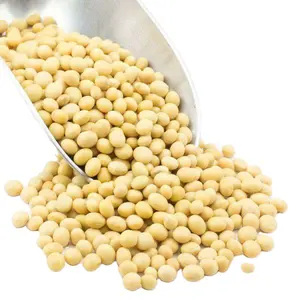非转基因大豆价格便宜优质大豆/大豆大豆种子价格供应商