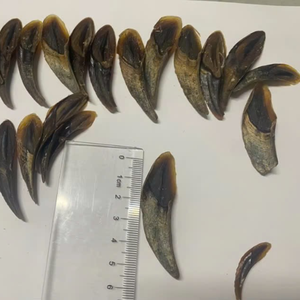 Operculum abordable en vrac du Vietnam - Product Image 4