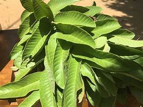 FEUILLES DE GOYAVE BIOLOGIQUES SÉCHÉES POUR INFUSION HERBALE SUPPORT IMMUNITAIRE PRODUIT D'ÉTIQUETTE PROPRE - Product Image 6