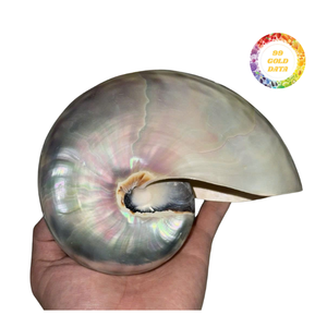 Concha de Nautilus Natural para Decoración del Hogar, Elegante Concha Marina en Espiral Adecuada para Uso Decorativo y Artesanal - Product Image 1