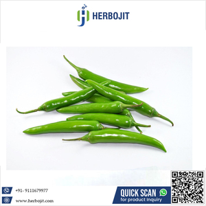 Achetez maintenant La dernière marque Nouveau produit frais Vert piment pur naturel de haute vente à un prix raisonnable - Product Image 6