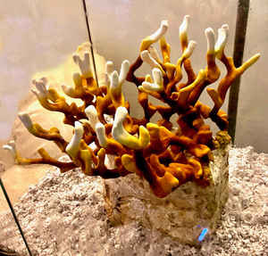 Antler Reishi Vietnam Lingzhi al mejor precio, Reishi de cornamenta orgánica de Vietnam - Product Image 6