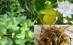 Gran oferta, té de pasiflora seca de alta calidad - Product Image 4