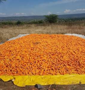 Maíz Amarillo Seco Puro Orgánico de Alta Calidad / Maíz Amarillo Seco |   Maíz blanco y maíz amarillo secos a granel disponibles - Product Image 3