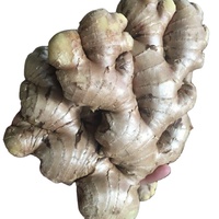 Gingembre Biologique (Poudre de Gingembre Séché) Jaune Vif de Thaïlande pour l'Europe - Conforme aux Normes UE Goût Épicé Fort 10Kg/Carton PVC