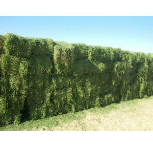 Heno de alfalfa para la producción de ovejas y cabras, alto en proteínas para ovejas en lactancia y terneros en crecimiento. Cadenas de suministro al por mayor disponibles. - Product Image 4