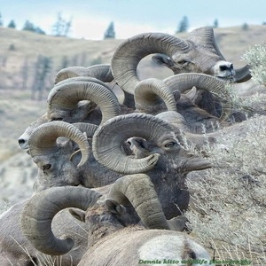 Corne de mouton organique Matériau lourd Poli Technique Propre et sans dommage Style nautique Prix bas - Product Image 3