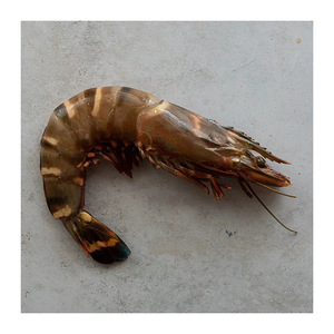Crevettes tigrées entières provenant directement de l'usine, disponibles pour les opportunités de commerce en gros. - Product Image 5