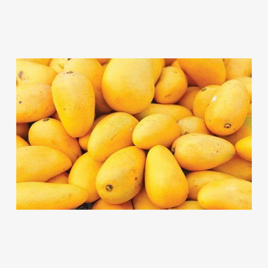 Fresh Mango available at wholesale price for fruit importers and global distributors
