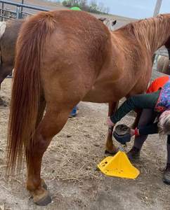 Soporte de pezuña de herrero ajustable para caballos, Gato de pezuña de metal resistente con cuna y poste de herrero, cuidado de pezuña, recorte de herrajes - Product Image 4