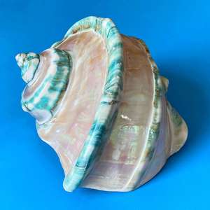 เปลือกหอยเทอร์โบขนาดใหญ่สำหรับทำหัตถกรรมหอยสังข์สวยงามจากเวียดนามเหมาะสำหรับโครงการศิลปะเทอร์โบมาร์มอร์ตัส - Product Image 2