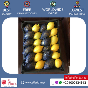 Chất lượng vượt trội, bán chạy nhất, xuất xứ Ai Cập, bán buôn, trái cây họ cam quýt tươi ngon, chanh Verna tươi ngon từ Ai Cập - Product Image 3