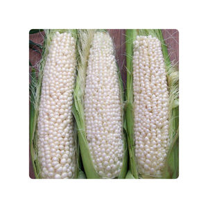 Maíz blanco brasileño Mejor precio Maíz blanco al por mayor para alimentación animal - Product Image 1