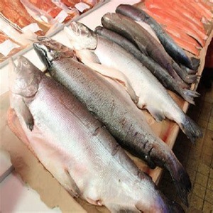 Filete de Salmón al Por Mayor a Precio Accesible, Suministro a Granel, Proveedor Global de Mariscos - Product Image 6