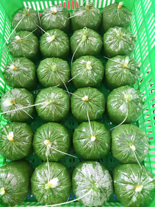 ใบ manioc สดแช่แข็ง/คัดเลือกด้วยมือ/รสธรรมชาติและคุณภาพ/ทางเลือกเพื่อสุขภาพ/ผลิตในเวียดนาม - Product Image 3