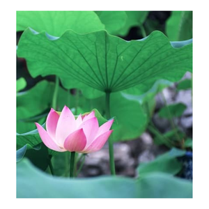 ใบบัวสดห่ออาหารจากผู้ผลิตเวียดนามราคาถูกที่สุด - Product Image 4