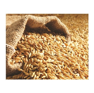 Granos de Cebada Pura de Alta Calidad para Malta |   Cebada para alimentación animal en venta al precio mayorista más bajo - Product Image 6