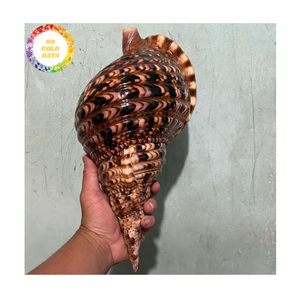 Trompeta conchas marinas auténtico Material de concha marina para proyectos artesanales DIY decoraciones de boda SUMINISTRO DE Vietnam - Product Image 1