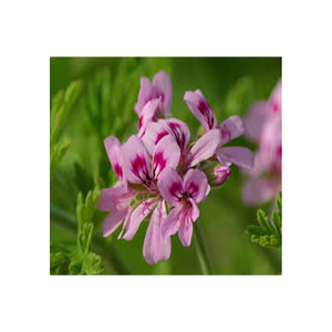 น้ำมันหอมระเหยเจอเรเนียม - Product Image 6