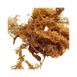 <b>Irish</b> Seamoss Jamaican <b>Sea</b> <b>Moss</b> Goldens <b>Sea</b> <b>Moss</b> High Quality for Export Wholesale Vietnam - Product Image 4