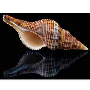 Vietnam Marine Spiral <b>Shells</b> for Ocean and Themed Projects, Craft Supplies, and Interior <b>Ornamentation</b> - Product Image 6