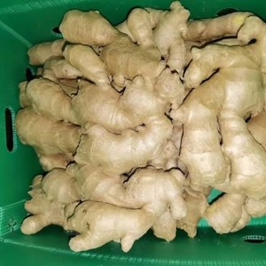 Prix le moins cher racine de gingembre Gingembre frais nouvelles cultures Gingembre du Vietnam - Product Image 2