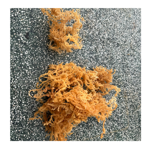 Productos Venta caliente musgo de mar secado naturalmente con sal Grado superior Musgo de mar seco de la mejor calidad de Vietnam - Product Image 2