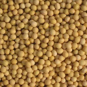 Compre Soja Seca Orgánica a Granel en Venta - Product Image 4