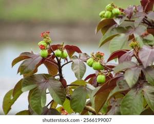 Semilla de Jatropha Roja - Product Image 5