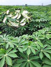 APOYO INMUNE A BASE DE PLANTAS DE HOJAS DE YUCA PURE CONGELADAS PURAS CON ASEGURAMIENTO DE ETIQUETA LIMPIA - Product Image 2