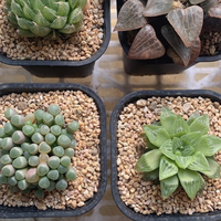 Production directe en usine Hot New Thick Octogone Square Pots de fleurs Mini Stone Lotus Black Pots for Floor for Table Gardon-Pavico