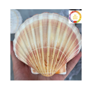 Venta al por mayor coloridas conchas marinas vieiras material de decoración del océano de alta calidad perfecto para tiendas de regalos y distribuidores - Product Image 1