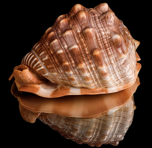 Coquille de Cypraecassis rufa rouge naturelle du Vietnam, matériau pour projets d'artisanat haut de gamme, thèmes d'intérieur océaniques et décoratifs - Product Image 4