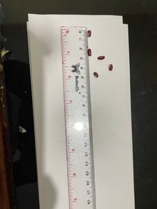 HABA DE SOJA ROJA 10-50 KG 2 años de vida útil Almacenamiento de bolsas de PP de origen indonesio - Product Image 3