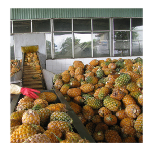 Piña seca de Vietnam para aperitivos dulces y procesamiento de frutas secas por el exportador 99 Gold Data Manufacturer - Product Image 5