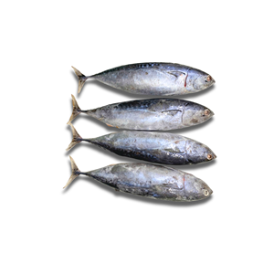 อาหารทะเลแช่แข็งปลาทูน่ากระสุนทั้งเม็ดสำหรับคนรักปลาเวียดนามขายส่ง - Product Image 3