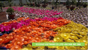 Custom design and logo <b>straw</b> <b>hat</b>/Style <b>Straws</b> <b>hat</b> Pirates made by Eco2go Vietnam - Product Image 5
