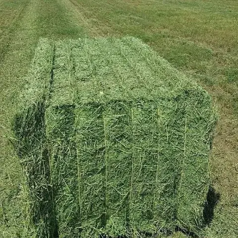 Alfalfa kelas atas jumlah besar untuk pakan hewan/Alfalfa Hay dari Inggris untuk ekspor