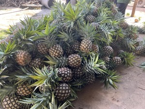 Piña fresca de calidad superior: Envío Directo de proveedor a mayorista desde Vietnam - Product Image 6
