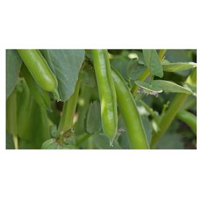 ขายส่งถั่วกว้างสดแช่แข็งอุปทานตลอดทั้งปี - Product Image 3