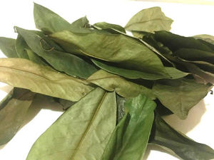 Hojas de Guanábana secas de alta calidad Annona Muricata Soursop Graviola para preparar té - Product Image 6