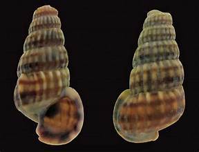 CLEAN LABEL PURE OCEAN SHELL CALCIO MINERAL PARA BIENESTAR DIARIO Y APOYO EQUILIBRADO NATURAL - Product Image 5