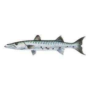 Barracuda Entera Congelada Premium para Exportación, Limpia y Empacada, de Primera Calidad, Baja en Azúcar y Grasas Trans, Empaquetada a Granel para Suministro al por Mayor - Product Image 6