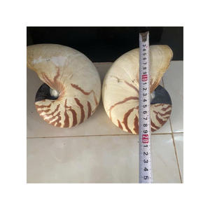 CONCHAS NAUTILUS DE ALTA CALIDAD VENTA CALIENTE CONCHA DECORATIVA PULIDA DE VIETNAM CON BUEN PRECIO PARA LA EXPORTACIÓN - Product Image 4