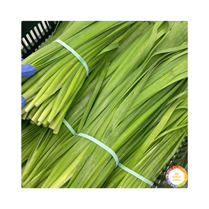 ใบเตย iqf pandan แช่แข็งจำนวนมากส่งออกใบเตยแช่แข็งมาตรฐานใบเตย0084789310321ทองคำ99ใบ - Product Image 4